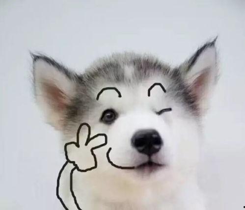 狗狗最新爆料文案搞笑句子,笑料横生的爆料瞬间 第3张 狗狗最新爆料文案搞笑句子,笑料横生的爆料瞬间 第3张